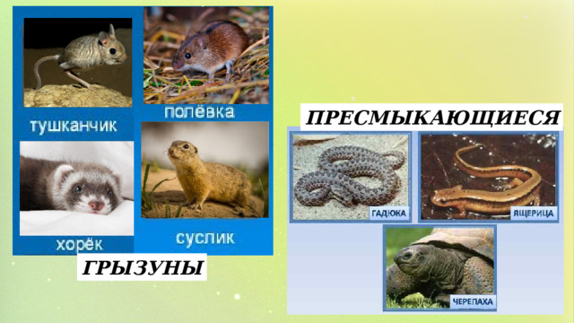 ПРЕСМЫКАЮЩИЕСЯ ГРЫЗУНЫ 
