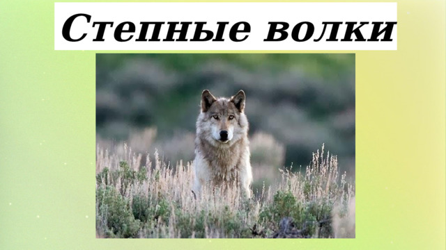 Степные волки 