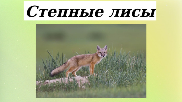 Степные лисы 