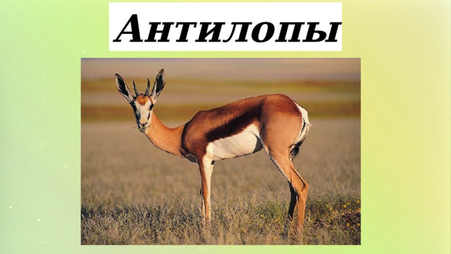 Антилопы 