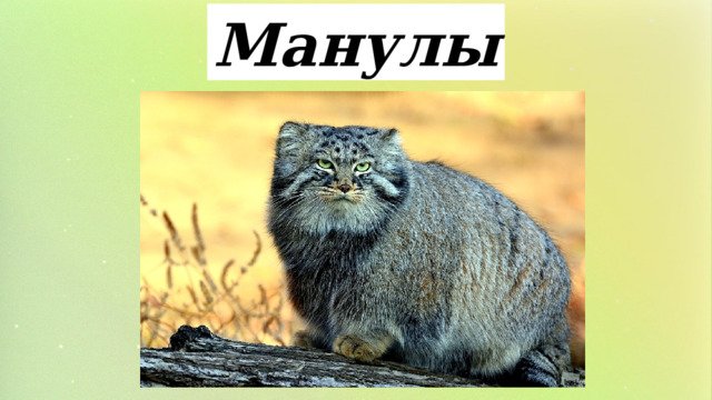 Манулы 