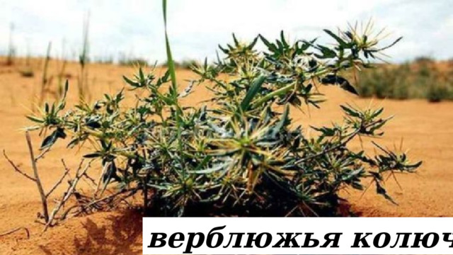 верблюжья колючка 