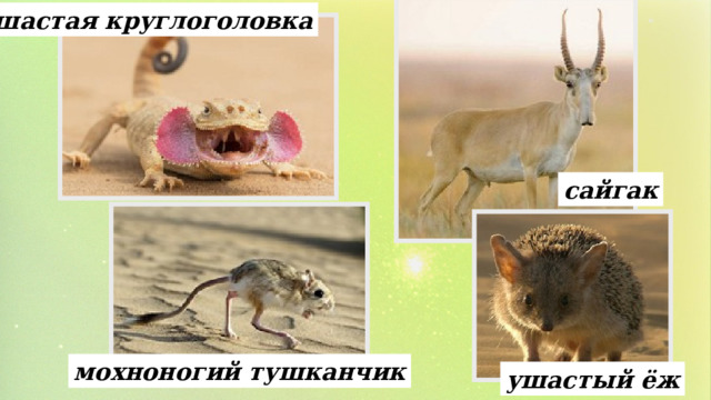 ушастая круглоголовка сайгак мохноногий тушканчик ушастый ёж 