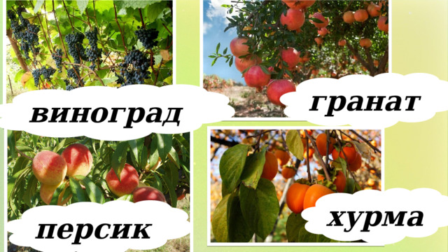 гранат виноград хурма персик 