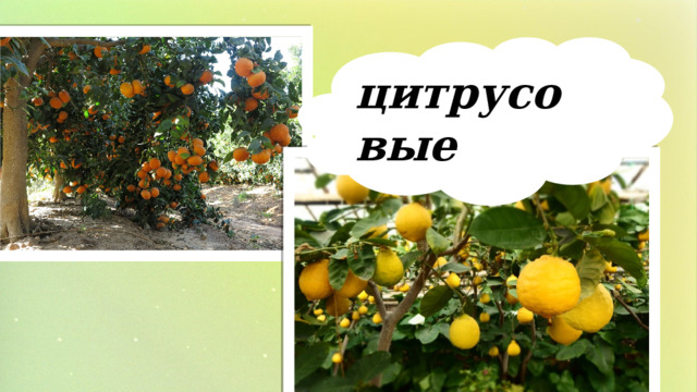 цитрусовые 