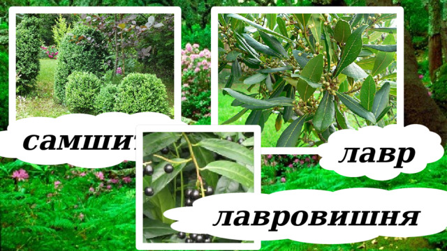 самшит лавр лавровишня 