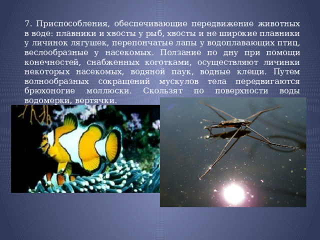 7. Приспособления, обеспечивающие передвижение животных в воде: плавники и хвосты у рыб, хвосты и не широкие плавники у личинок лягушек, перепончатые лапы у водоплавающих птиц, веслообразные у насекомых. Ползание по дну при помощи конечностей, снабженных коготками, осуществляют личинки некоторых насекомых, водяной паук, водные клещи. Путем волнообразных сокращений мускулов тела передвигаются брюхоногие моллюски. Скользят по поверхности воды водомерки, вертячки. 