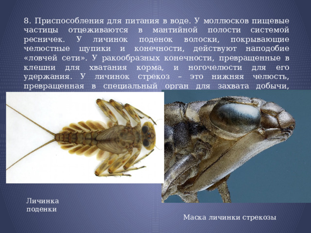 8. Приспособления для питания в воде. У моллюсков пищевые частицы отцеживаются в мантийной полости системой ресничек. У личинок поденок волоски, покрывающие челюстные щупики и конечности, действуют наподобие «ловчей сети». У ракообразных конечности, превращенные в клешни для хватания корма, и ногочелюсти для его удержания. У личинок стрекоз – это нижняя челюсть, превращенная в специальный орган для захвата добычи, называемый маской. Личинка поденки Маска личинки стрекозы 