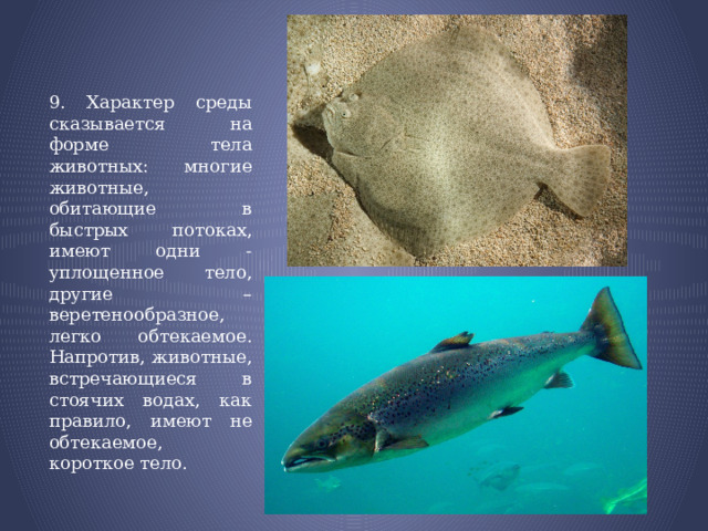 9. Характер среды сказывается на форме тела животных: многие животные, обитающие в быстрых потоках, имеют одни - уплощенное тело, другие – веретенообразное, легко обтекаемое. Напротив, животные, встречающиеся в стоячих водах, как правило, имеют не обтекаемое, короткое тело. 