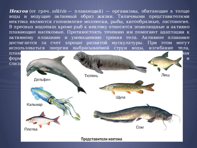 Нектон   (от греч.  nēktós  — плавающий) — организмы, обитающие в толще воды и ведущие активный образ жизни. Типичными представителями нектона являются головоногие моллюски, рыбы, китообразные, ластоногие. В пресных водоемах кроме рыб к нектону относятся земноводные и активно плавающие насекомые. Противостоять течению им помогают адаптации к активному плаванию и уменьшению трения тела. Активное плавание достигается за счет хорошо развитой мускулатуры. При этом могут использоваться энергия выбрасываемой струи воды, изгибание тела, плавники, ласты. Уменьшению трения тела способствуют: обтекаемая форма тела, эластичность кожных покровов, наличие на коже чешуи и слизи. 
