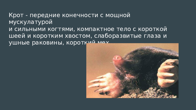 Крот - передние конечности с мощной мускулатурой  и сильными когтями, компактное тело с короткой шеей и коротким хвостом, слаборазвитые глаза и ушные раковины, короткий мех 