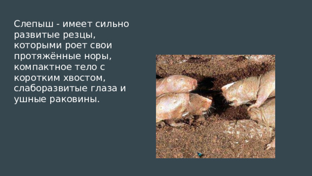 Слепыш - имеет сильно развитые резцы, которыми роет свои  протяжённые норы, компактное тело с коротким хвостом, слаборазвитые глаза и ушные раковины.   