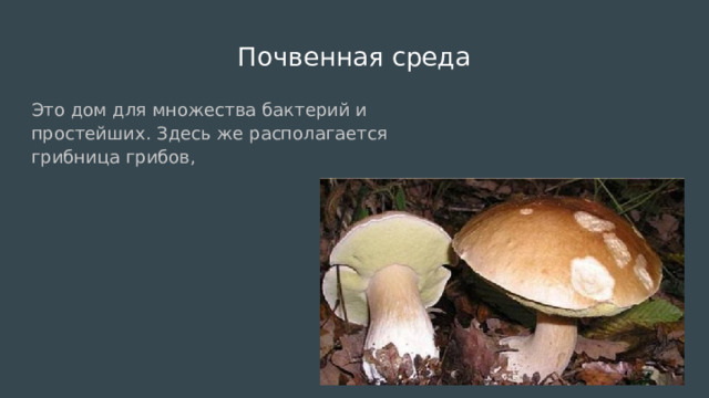 Почвенная среда Это дом для множества бактерий и простейших. Здесь же располагается грибница грибов, 
