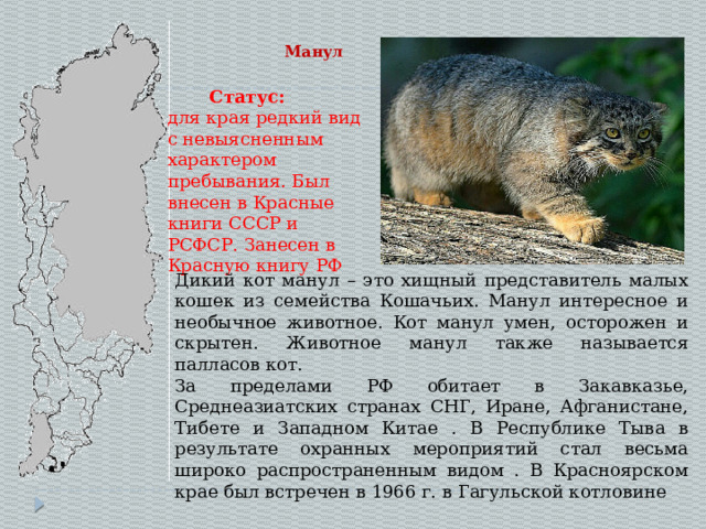  Манул Статус: для края редкий вид с невыясненным характером пребывания. Был внесен в Красные книги СССР и РСФСР. Занесен в Красную книгу РФ Дикий кот манул – это хищный представитель малых кошек из семейства Кошачьих. Манул интересное и необычное животное. Кот манул умен, осторожен и скрытен. Животное манул также называется палласов кот. За пределами РФ обитает в Закавказье, Среднеазиатских странах СНГ, Иране, Афганистане, Тибете и Западном Китае . В Республике Тыва в результате охранных мероприятий стал весьма широко распространенным видом . В Красноярском крае был встречен в 1966 г. в Гагульской котловине 