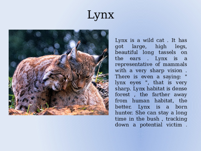 Lynx Lynx is a wild cat . It has got large, high legs, beautiful long tassels on the ears . Lynx is a representative of mammals with a very sharp vision . There is even a saying: 