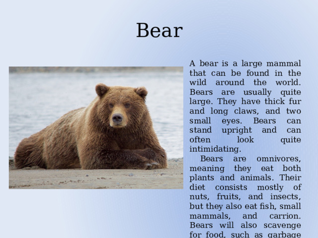 Bear A bear is a large mammal that can be found in the wild around the world. Bears are usually quite large. They have thick fur and long claws, and two small eyes. Bears can stand upright and can often look quite intimidating.  Bears are omnivores, meaning they eat both plants and animals. Their diet consists mostly of nuts, fruits, and insects, but they also eat fish, small mammals, and carrion. Bears will also scavenge for food, such as garbage or pet food. 