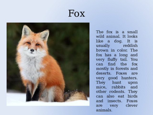 Fox The fox is a small wild animal. It looks like a dog. It is usually reddish brown in color. The fox has a long and very fluffy tail. You can find the fox mostly in forests and deserts. Foxes are very good hunters. They hunt upon mice, rabbits and other rodents. They can also eat birds and insects. Foxes are very clever animals. 