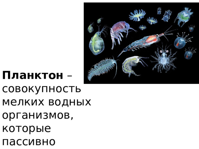 Планктон – совокупность мелких водных организмов, которые пассивно переносятся водными массами. 