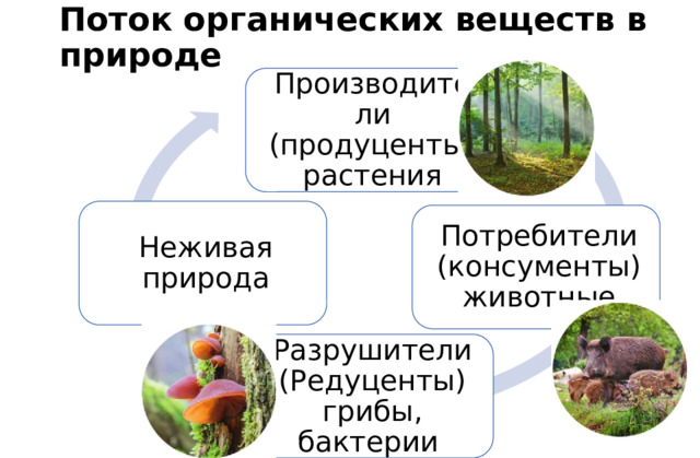Поток органических веществ в природе Производители  (продуценты) растения Неживая природа Потребители  (консументы) животные Разрушители  (Редуценты) грибы, бактерии 
