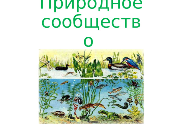 Природное сообщество 