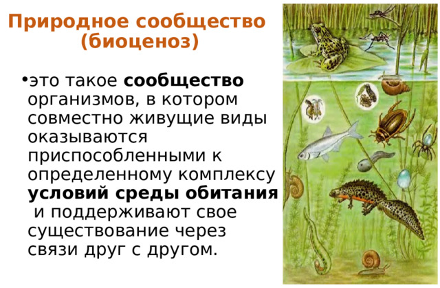 Природное сообщество (биоценоз) это такое сообщество организмов, в котором совместно живущие виды оказываются приспособленными к определенному комплексу условий среды обитания и поддерживают свое существование через связи друг с другом. 