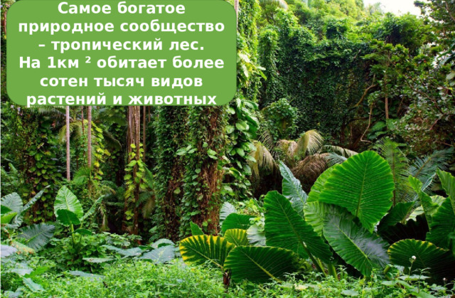 Самое богатое природное сообщество – тропический лес.  На 1км ² обитает более сотен тысяч видов растений и животных 