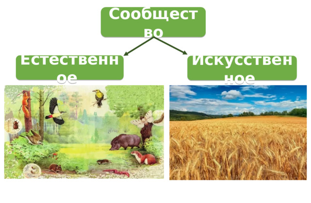 Сообщество Естественное Искусственное 
