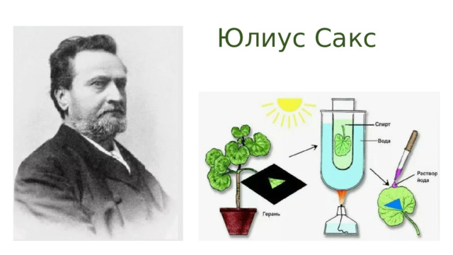 Юлиус Сакс 