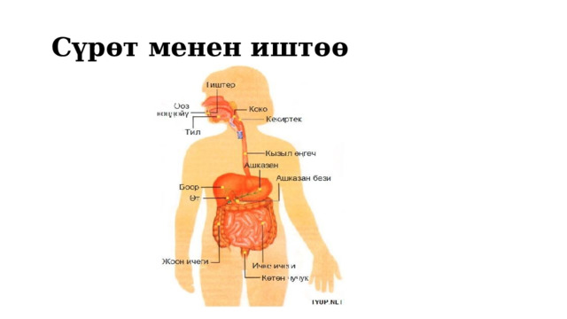  Сүрөт менен иштөө 