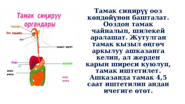 Тамак сиңирүү ооз көңдөйүнөн башталат. Ооздон тамак чайналып, шилекей аралашат. Жутулган тамак кызыл өңгөч аркылуу ашказанга келип, ал жерден карын ширеси куюлуп, тамак иштетилет. Ашказанда тамак 4,5 саат иштетилип андан ичегиге өтөт. 