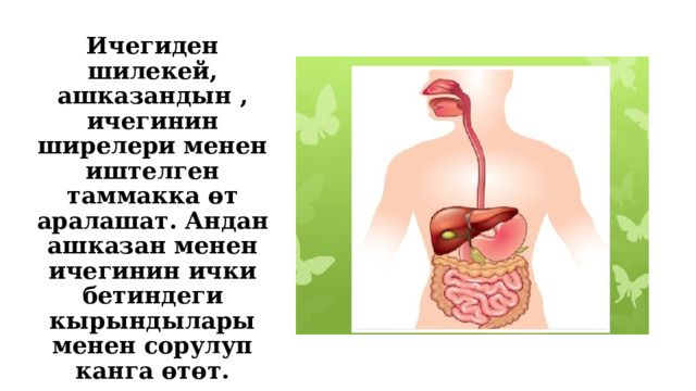 Ичегиден шилекей, ашказандын , ичегинин ширелери менен иштелген таммакка өт аралашат. Андан ашказан менен ичегинин ички бетиндеги кырындылары менен сорулуп канга өтөт. Тамактын калдыгы жоон ичегиге өтүп, ал жерден сыртка чыгарылат 
