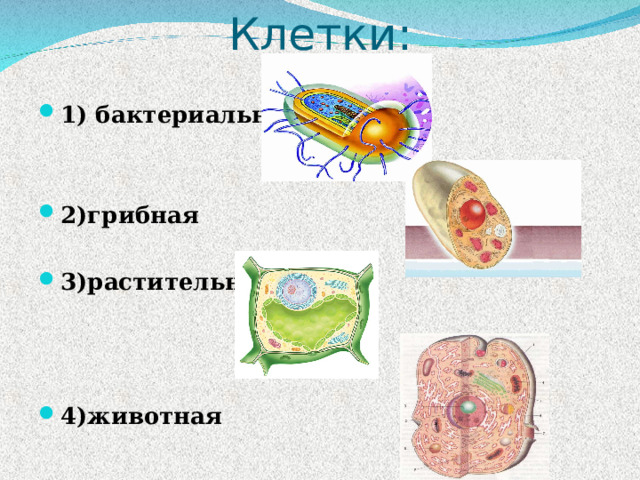 Клетки : 1) бактериальная   2)грибная  3)растительная    4)животная 
