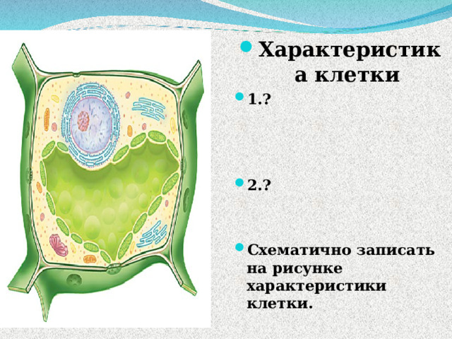 Характеристика клетки 1. ?    2. ?   Схематично записать на рисунке характеристики клетки. 