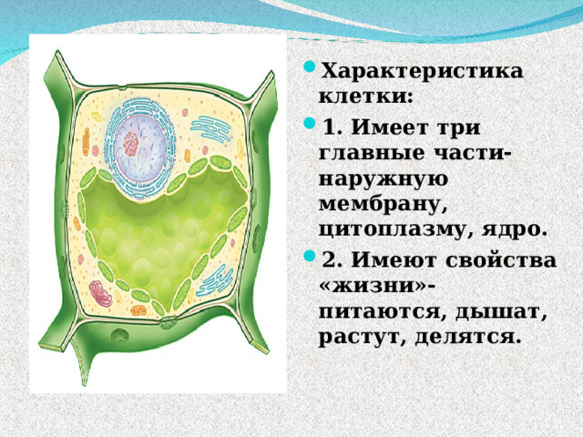 Характеристика клетки : 1. Имеет три главные части- наружную мембрану, цитоплазму, ядро. 2. Имеют свойства «жизни»- питаются, дышат, растут, делятся.   