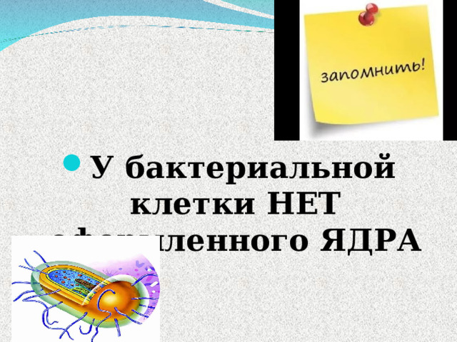 У бактериальной клетки НЕТ оформленного ЯДРА 