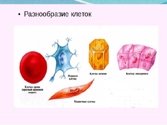 Разновидности клеток 