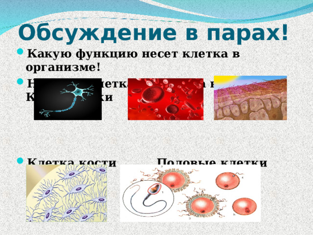Обсуждение в парах! Какую функцию несет клетка в организме! Нервная клетка Клетка крови Клетка кожи    Клетка кости Половые клетки 