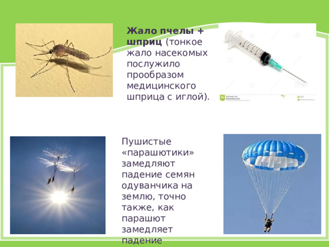 Жало пчелы + шприц (тонкое жало насекомых послужило прообразом медицинского шприца с иглой).  Пушистые «парашютики» замедляют падение семян одуванчика на землю, точно также, как парашют замедляет падение человека. 