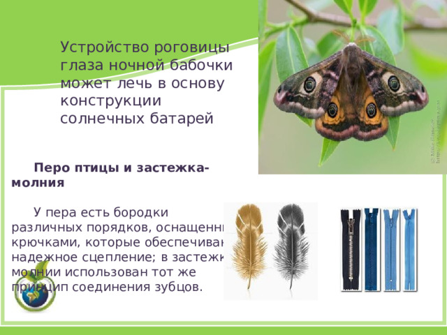 Устройство роговицы глаза ночной бабочки может лечь в основу конструкции солнечных батарей Перо птицы и застежка-молния  У пера есть бородки различных порядков, оснащенные крючками, которые обеспечивают надежное сцепление; в застежке-молнии использован тот же принцип соединения зубцов. 