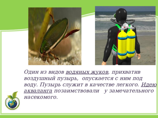 О дин из видов водяных жуков , прихватив воздушный пузырь, опускается с ним под воду. Пузырь служит в качестве легкого. Идею акваланга позаимствовали у замечательного насекомого. 