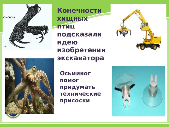 Конечности хищных птиц подсказали идею изобретения экскаватора Осьминог помог придумать технические присоски 