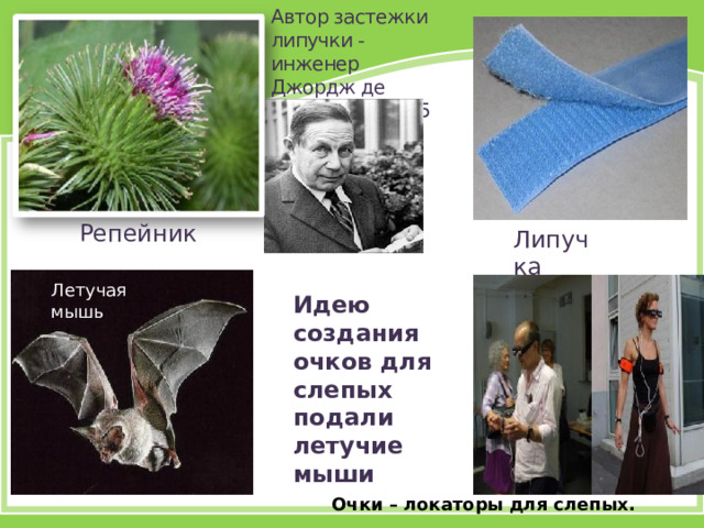 Автор застежки липучки - инженер Джордж де Местраль (1955 г.)   Репейник Липучка Летучая мышь Идею создания очков для слепых подали летучие мыши Очки – локаторы для слепых.  