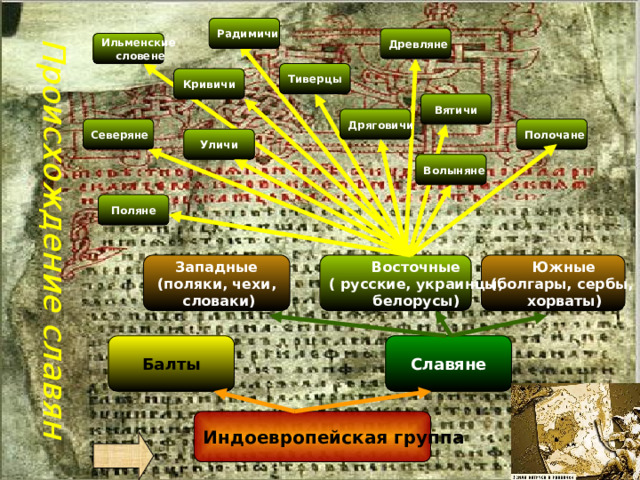 Происхождение славян Радимичи Древляне Ильменские  словене Тиверцы Кривичи Вятичи Дряговичи Северяне Полочане Уличи Волыняне Поляне Южные Западные Восточные (поляки, чехи, ( русские, украинцы, (болгары, сербы,  словаки) хорваты) белорусы) Славяне Балты Индоевропейская группа 