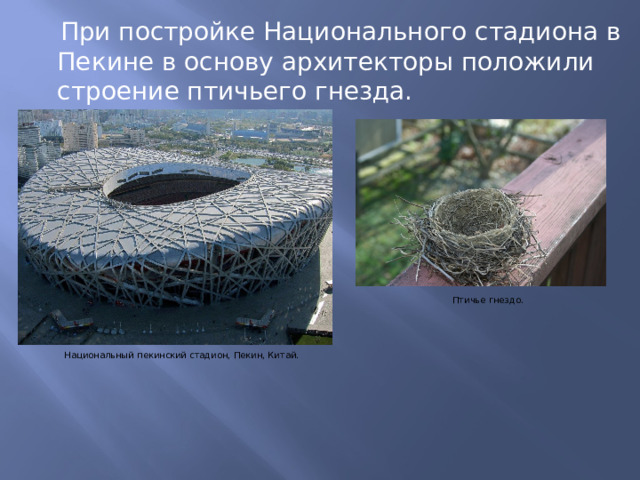  При постройке Национального стадиона в Пекине в основу архитекторы положили строение птичьего гнезда. Птичье гнездо. Национальный пекинский стадион, Пекин, Китай. 
