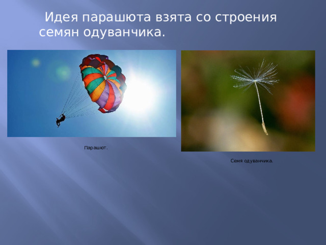  Идея парашюта взята со строения семян одуванчика. Парашют. Семя одуванчика. 