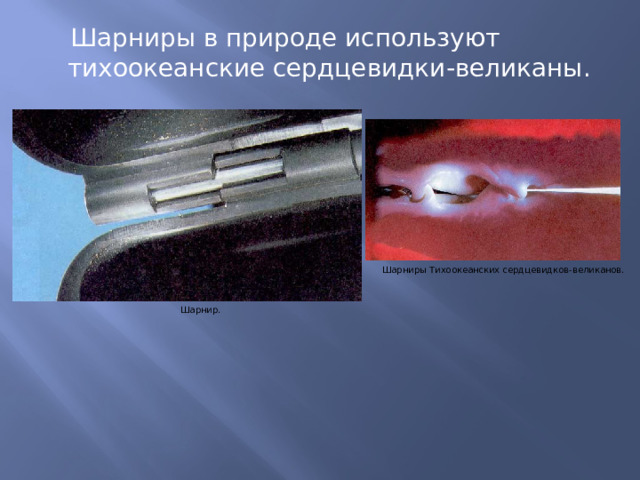  Шарниры в природе используют тихоокеанские сердцевидки-великаны. Шарниры Тихоокеанских сердцевидков-великанов. Шарнир. 