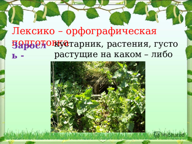 Лексико – орфографическая подготовка кустарник, растения, густо растущие на каком – либо месте. Заросль - 