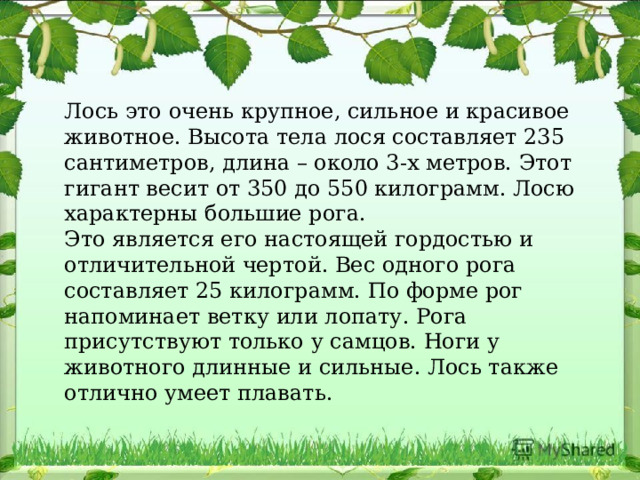 Лось это очень крупное, сильное и красивое животное. Высота тела лося составляет 235 сантиметров, длина – около 3-х метров. Этот гигант весит от 350 до 550 килограмм. Лосю характерны большие рога. Это является его настоящей гордостью и отличительной чертой. Вес одного рога составляет 25 килограмм. По форме рог напоминает ветку или лопату. Рога присутствуют только у самцов. Ноги у животного длинные и сильные. Лось также отлично умеет плавать. 