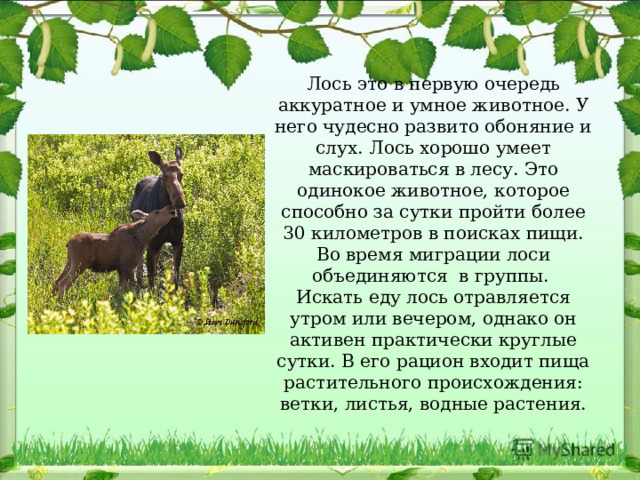 Лось это в первую очередь аккуратное и умное животное. У него чудесно развито обоняние и слух. Лось хорошо умеет маскироваться в лесу. Это одинокое животное, которое способно за сутки пройти более 30 километров в поисках пищи. Во время миграции лоси объединяются  в группы.  Искать еду лось отравляется утром или вечером, однако он активен практически круглые сутки. В его рацион входит пища растительного происхождения: ветки, листья, водные растения. 