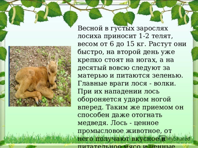 Весной в густых зарослях лосиха приносит 1-2 телят, весом от 6 до 15 кг. Растут они быстро, на второй день уже крепко стоят на ногах, а на десятый вовсю следуют за матерью и питаются зеленью. Главные враги лося - волки. При их нападении лось обороняется ударом ногой вперед. Таким же приемом он способен даже отогнать медведя. Лось - ценное промысловое животное, от него получают вкусное и питательное мясо и ценные шкуры. 